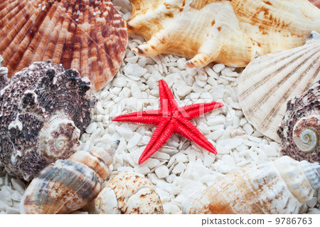 Seashells Seashells 9786763