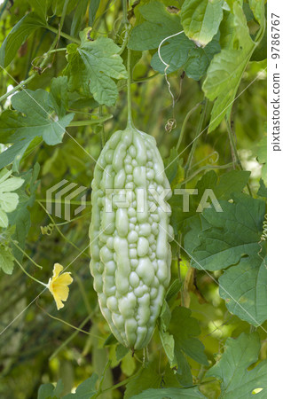 夏季蔬菜·白色goya 9786767