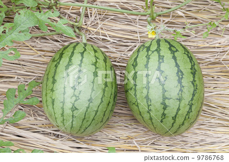 家庭菜園栽培·西瓜（水果）食用 9786768