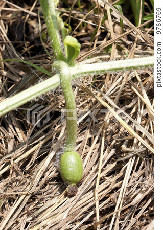 家庭菜園栽培·西瓜（結果） 9786769