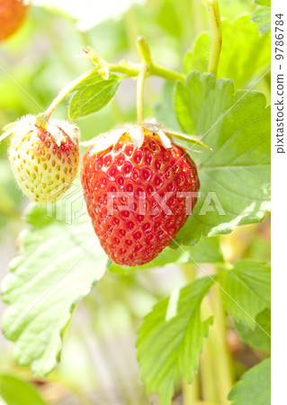 在家庭菜園的草莓 9786784