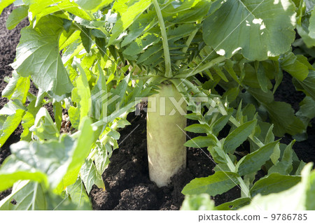 Daikon領域 9786785