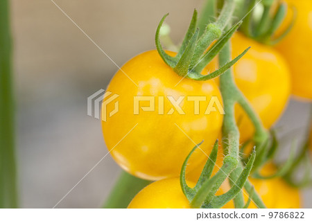 Home garden · Summer vegetables Mini tomato 9786822