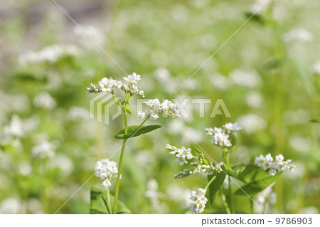 秋天蕎麥花 秋天蕎麥花 9786903