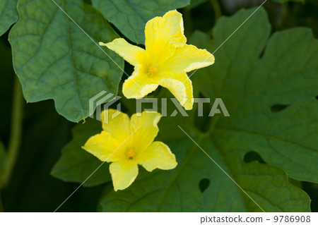 夏天菜Goya花 9786908