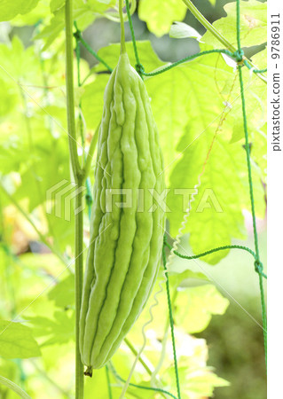 夏季蔬菜·goya 9786911