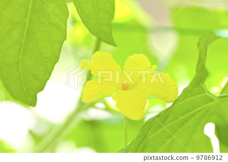 夏天菜Goya花 9786912