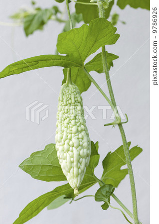 夏季蔬菜·白色goya 9786926