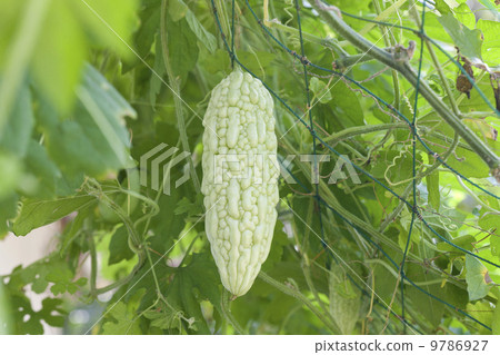 Summer vegetables · white goya 9786927
