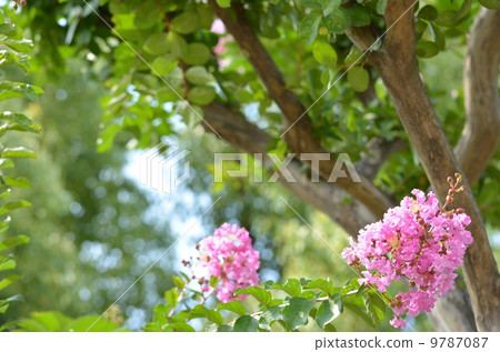 Flower of crape mybs 9787087