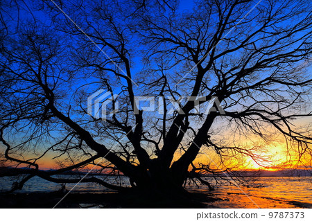 Great lakeside tree 9787373