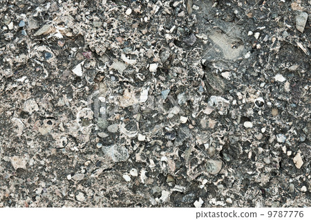 Coquina texture 9787776