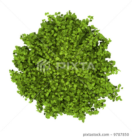 top view of common hornbeam bush isolated on white background 9787850
