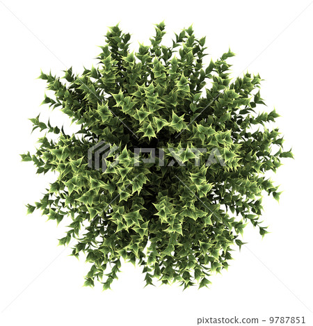 top view of red-barked dogwood bush isolated on white background top view of red-barked dogwood bush isolated on white background 9787851