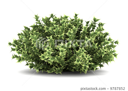 red-barked dogwood bush isolated on white background 9787852