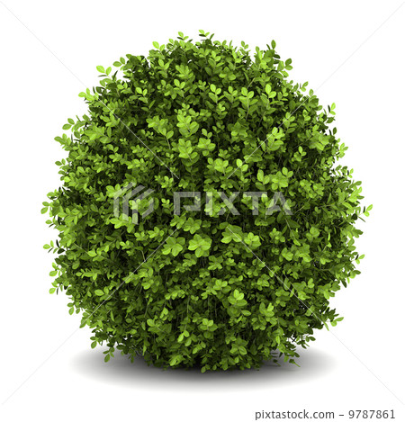 dwarf english boxwood isolated on white background dwarf english boxwood isolated on white background 9787861