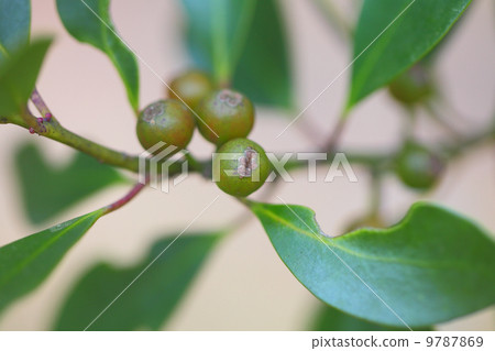 Fruit of mochi Fruit of mochi 9787869