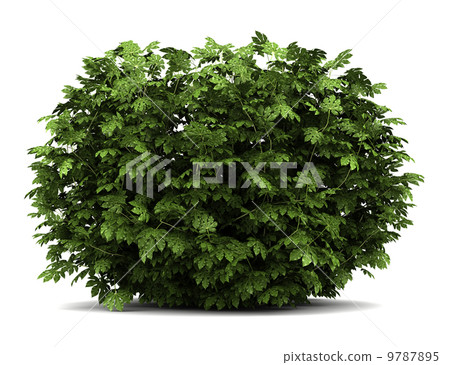 japanese aralia bush isolated on white background 9787895