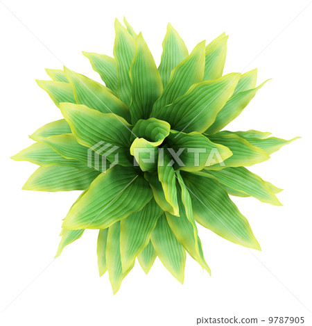 top view of funkia bush isolated on white background 9787905