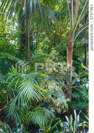 Subtropical plants in summer city park grove 9787961
