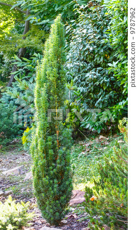Small green coniferous tree 9787962