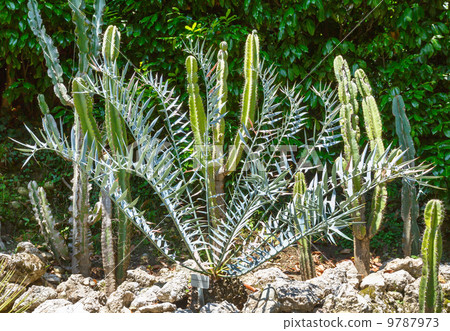 Thorny cactus plant Thorny cactus plant 9787973