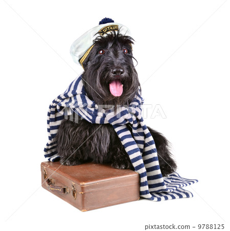 Captain dog 9788125