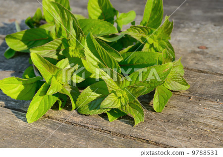 Green peppermint 9788531