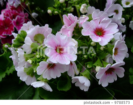 報春花花植物 9788573