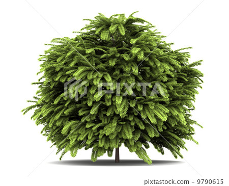 staghorn sumac bush isolated on white background 9790615