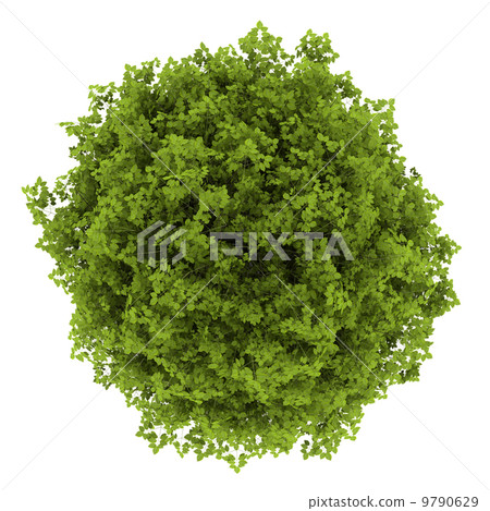 top view of euonymus verrucosa bush isolated on white background 9790629
