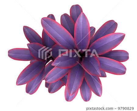 top view of decorative purple plant isolated on... - Stock Illustration