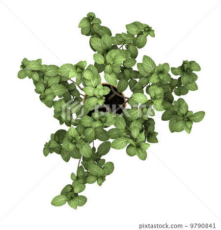 top view of decorative plant in pot isolated on white background top view of decorative plant in pot isolated on white background 9790841