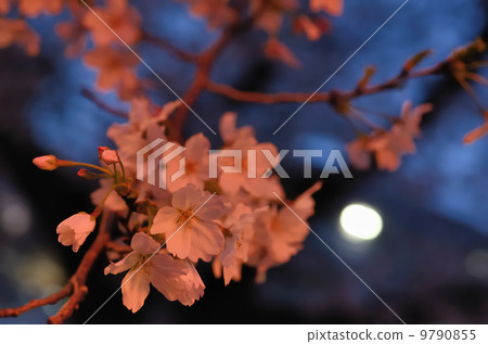 夜晚的櫻花(吉野櫻花) 夜晚的櫻花(吉野櫻花) 9790855