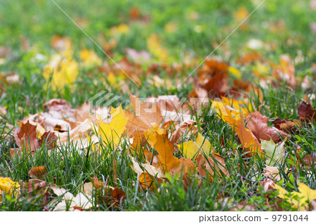 Colorful autumn leaves fallen in the grass Colorful autumn leaves fallen in the grass 9791044