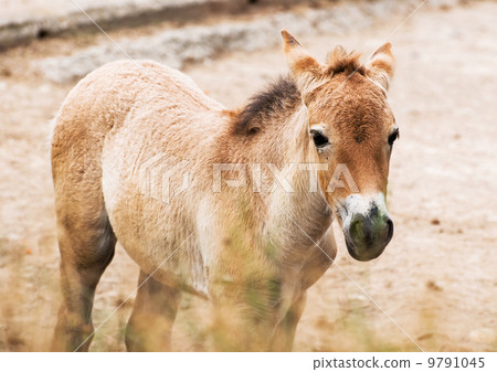 Przewalski's horse foal 9791045