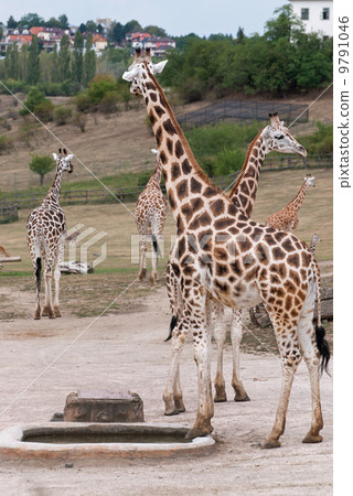 Rothschild giraffes (Giraffa camelopardalis rothschildi) in the Rothschild giraffes (Giraffa camelopardalis rothschildi) in the 9791046