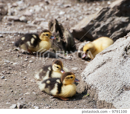 Group of cute yellow ducks Group of cute yellow ducks 9791100