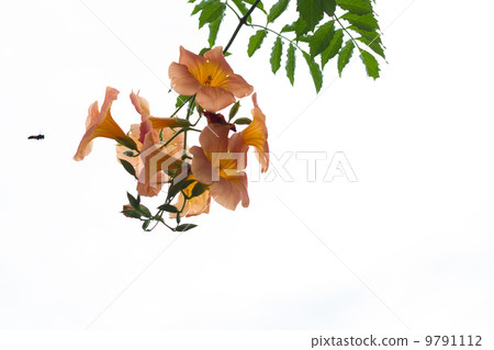 Orange flower with green leaves with bee approaching 9791112