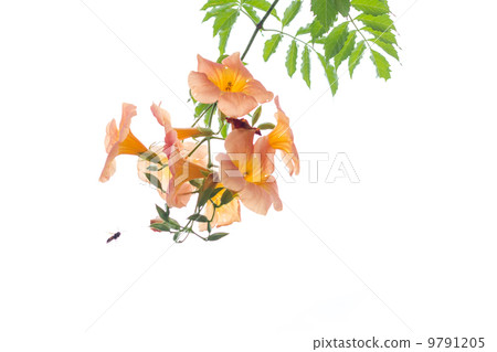 Orange flower with green leaves with bee approaching Orange flower with green leaves with bee approaching 9791205