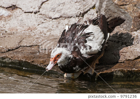 Muscovy duck (carina moschata) 9791236