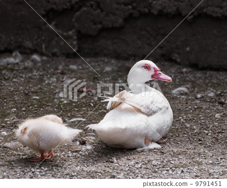 Duck with duckling Duck with duckling 9791451