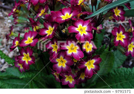 primula 9791571
