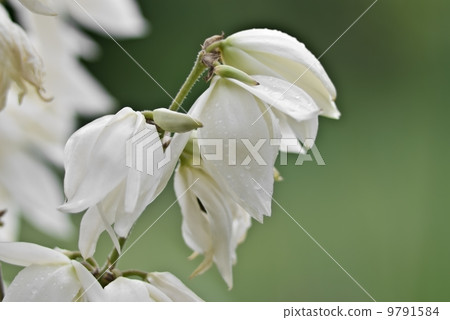 beautiful flower yucca 9791584