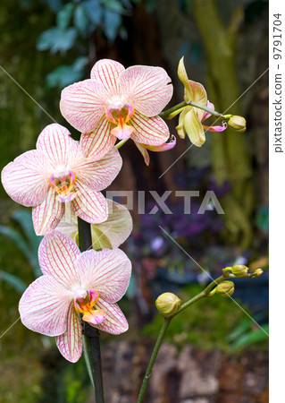 orchid flower 9791704