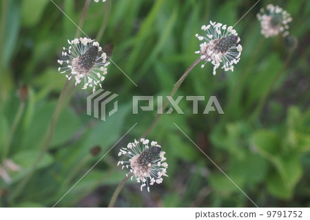 長葉車前 9791752