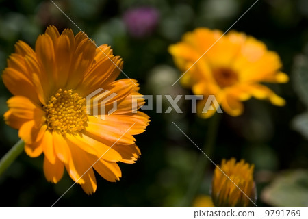 calendula 9791769