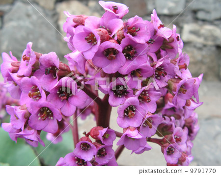 bergenia 9791770
