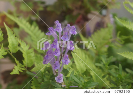 黃芩 黃芩 9792190