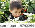 Strawberry picking 9792269